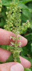 Ocimum