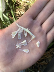 Asclepias incarnata incarnata