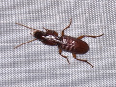 Stenomorphus californicus