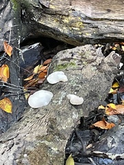 Trametes elegans