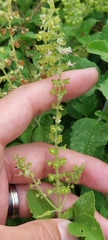 Ocimum