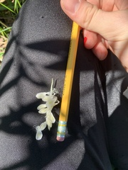 Asclepias incarnata incarnata