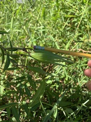 Asclepias incarnata incarnata