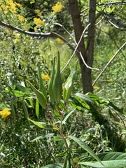 Asclepias incarnata incarnata