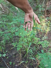Elymus wiegandii