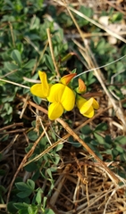 Lotus corniculatus