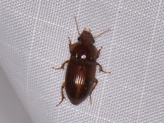 Harpalus gravis