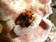 Endomychus biguttatus