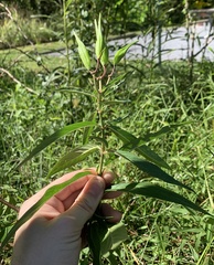 Asclepias incarnata incarnata