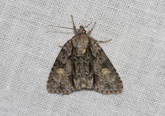 Acronicta strigosa