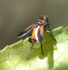 Galactomyia