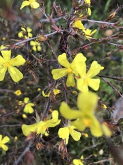 Hibbertia