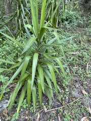 Yucca flaccida