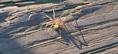 Araneus thaddeus