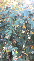 Cotoneaster coriaceus