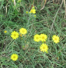 Bradburia pilosa