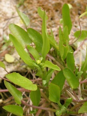 Ranunculus ophioglossifolius