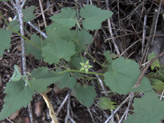 Abutilon parvulum
