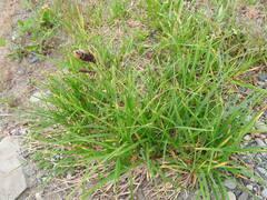 Carex spectabilis