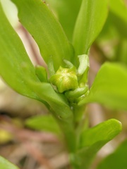 Ranunculus ophioglossifolius