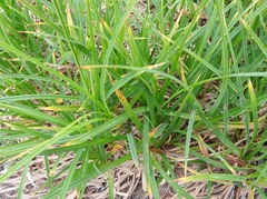 Carex spectabilis