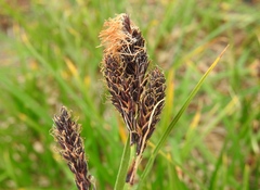 Carex spectabilis