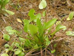 Ranunculus ophioglossifolius
