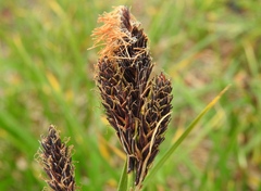Carex spectabilis