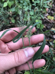 Muhlenbergia frondosa