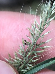 Muhlenbergia frondosa