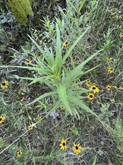 Helianthus verticillatus