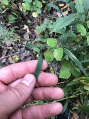 Muhlenbergia frondosa