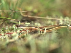 Thamnophis saurita septentrionalis
