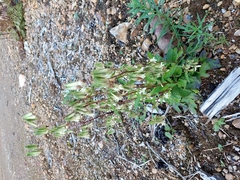 Nabalus trifoliolatus