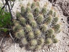 Echinocereus stramineus