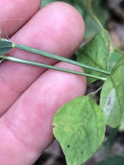 Muhlenbergia frondosa