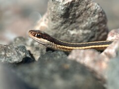 Thamnophis saurita septentrionalis