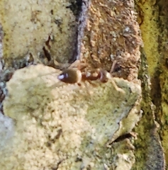Lasius neoniger