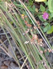 Melinis repens