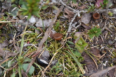 Dumontinia tuberosa