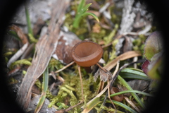 Dumontinia tuberosa