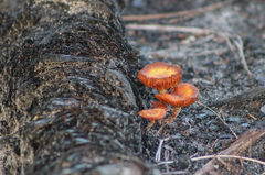 Pholiotina rugosa
