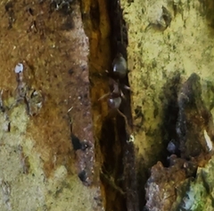 Lasius neoniger