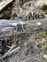 Mycena epipterygia
