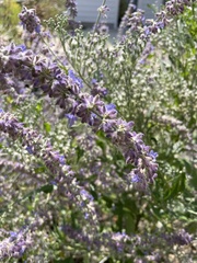 Vitex agnus-castus