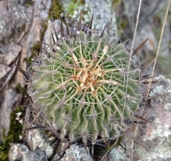 Echinofossulocactus crispatus