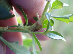 Rhopalomyia baccharis