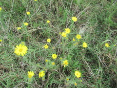 Bradburia pilosa