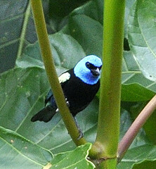 Stilpnia cyanicollis