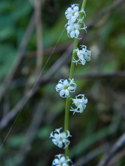 Ozomelis stauropetala